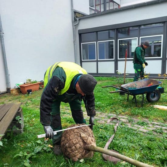 Baumspende_Odenwaeller_HBS-BRK-3