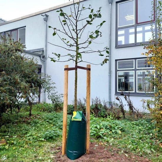 Baumspende_Odenwaeller_HBS-BRK-6