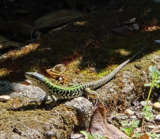 image17