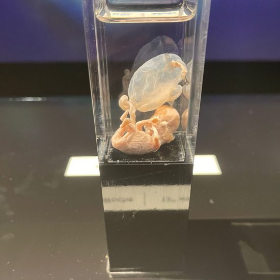 WhatsApp Bild 2025-11-04 um 11.42.11_c0807056