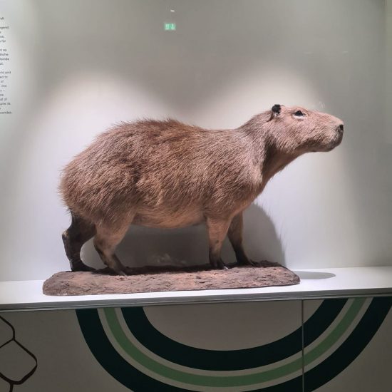 fedee235-ebe6-461e-9727-efc0d5f2c0ba