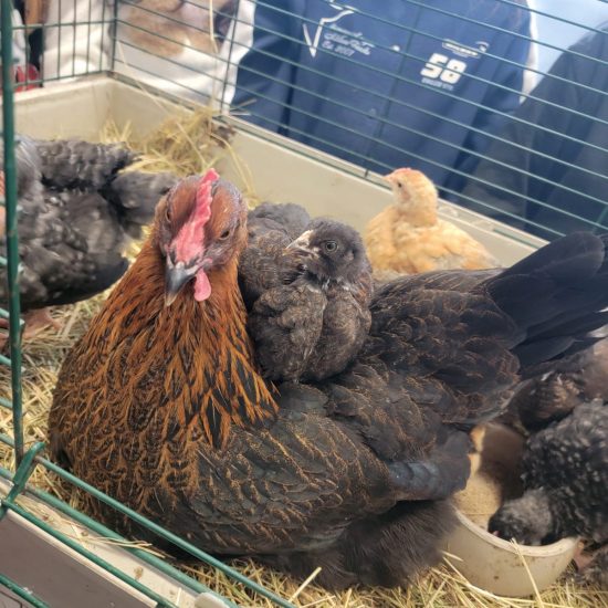 WhatsApp Image 2025-12-05 at 09.36.45 (3)