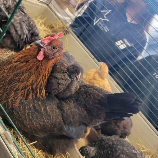 WhatsApp Image 2025-12-05 at 09.36.45 (4)